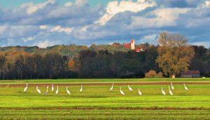 Eine Reihe Silberreiher - um diese Jahreszeit sind sie fast immer anzutreffen - im herbstlichen Mindeltal - hier südlich von Burg/Balzhausen. 