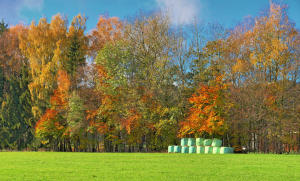 Vorratspeicherung -  und ein herbstlicher 'Hingucker' im Mindeltal.