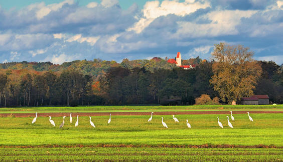 Eine Reihe Silberreiher - um diese Jahreszeit sind sie fast immer anzutreffen - im herbstlichen Mindeltal - hier südlich von Burg/Balzhausen. 