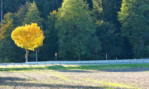 Ein leuchtender Wegweiser - an der Strasse südlich von Bayersried.