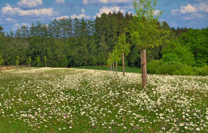 Margeritenblüte auf einer Obstwiese östlich vom Thannhauser Ortsteil Burg.