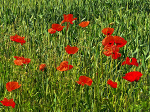 Eine treue Wegbegleitertin - die Mohnblume.