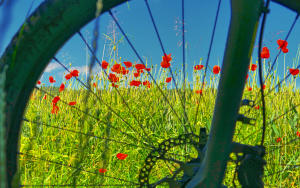 Jetzt blüht sie wieder, die treue Wegbegleiterin - die Mohnblume - und verzaubert die Landschaft mit dem schönsten Rot des Sommers.