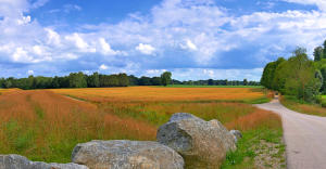 Sommer im Mindeltal - am Hochwasserschutzdamm Balzhausen/Bayersried.