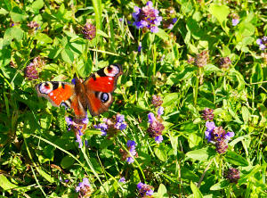 "Farbtupfer" - ein Tagpfauenauge auf einer Blumenwiese.