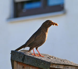 Schnappschuss einer jungen Amsel - die hat sich auch etwas geschnappt!