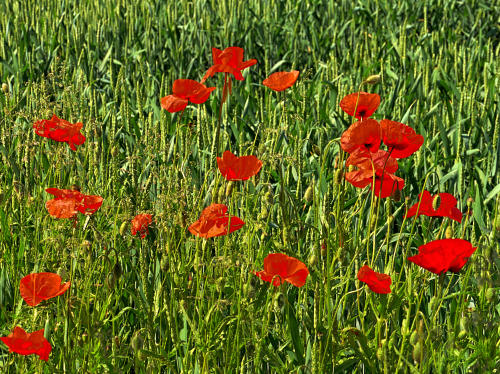 Eine treue Wegbegleitertin - die Mohnblume.