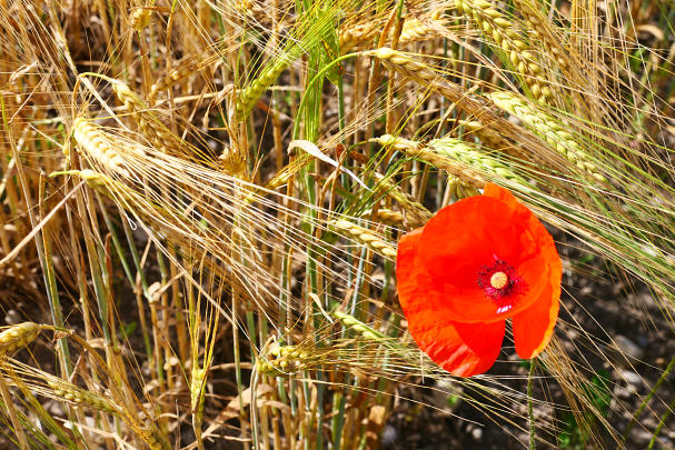 Mohn und Korn - zwei Schönheiten am Wegesrand.