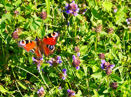 "Farbtupfer" - ein Tagpfauenauge auf einer Blumenwiese.