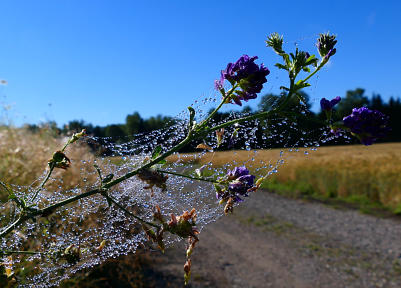 'Wasserperlen' an einer Lupine im Morgenlicht.