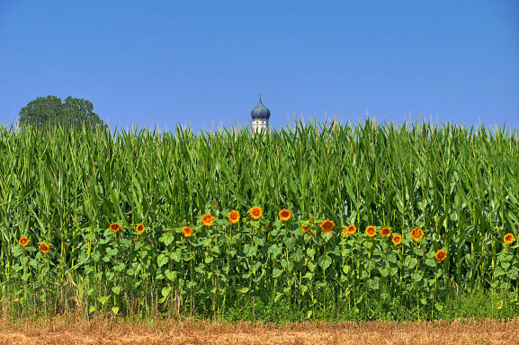 Ländliches Idyll im Mindeltal. Die Sonnenblumen räkeln sich in der Morgensonne, der Mais steht prächtig da und der Ursberger Kirchturm lugt im Hintergrund hervor und gibt der Szenerie den gewissen 'Pfiff'.